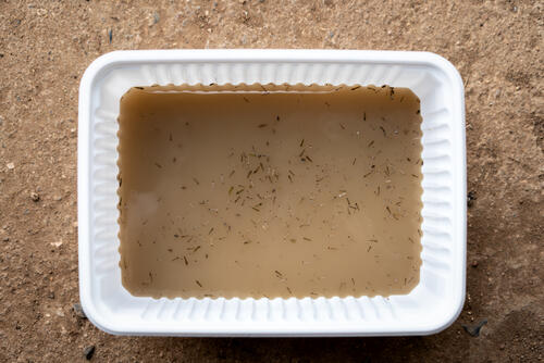 Catching Mosquitoes to Fight Malaria Catching Mosquitoes to Fight Malaria