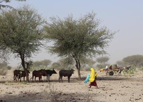 Cattle Cattle